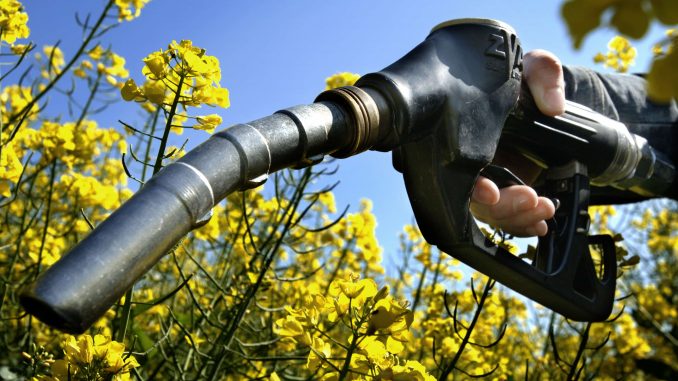`Bio-fuel would boost agriculture, create jobs, cut pollution'