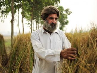 agriculture_in_india_farmer_punjab