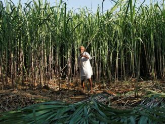A farmer harvests sugarcane in his field at Motisir village