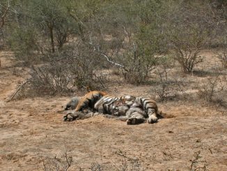 Tiger Deaths